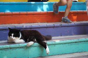 gris color gato descansando en popular calle en balat foto