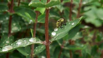 A beautiful yellow dragonfly sits on a honeysuckle branch and flies away during the rain video