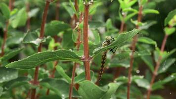 A beautiful yellow dragonfly sits on a leaf of a honeysuckle bush during the rain video