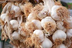 close up pf garlic on white background, photo