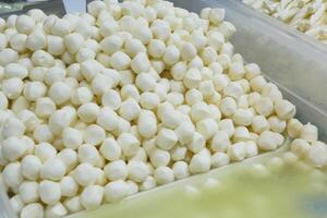 Many fresh white mozzarella cheese balls in a bowl photo