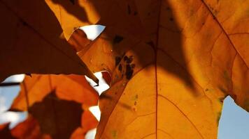 Close up of yellow maple leaves on tree branches gently swaying in the wind at sunset. Sunlight throws through autumn foliage swinging on breeze at forest. Beautiful colorful fall season. Slow motion video