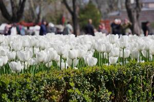 blanco tulipanes en un jardín a popular turista destino foto