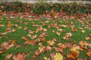 Fallen leaves in green grass close up photo