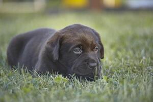 Labrador puppy lying in the green grass of the garden intent to take a nap photo