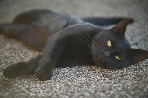 The muzzle of a black cat photo