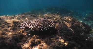 algas marinas submarino con Dom rayos y pequeño coral en transparente superficial mar. video