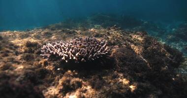 Seaweed underwater with sun rays and small coral in transparent shallow sea. video