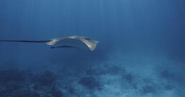 Raie nager sous-marin dans français Polynésie ou Maldives. piquer rayon poisson dans tropical bleu mer. lent mouvement video