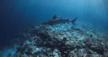 tiger haj glidande under vattnet i blå hav. dykning med tiger hajar. långsam rörelse video