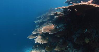 Fantastisk koraller med tropisk fisk i blå hav. största hård koraller, under vattnet landskap. video