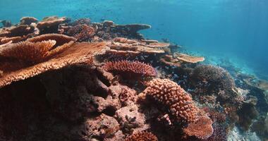 tropisch Fische und Korallen im Blau Ozean. tropisch schwer Korallen, unter Wasser Landschaft. schleppend Bewegung video