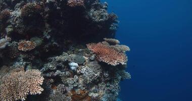 Coral reef with tropical fish in deep blue ocean. Biggest hard corals, underwater landscape. video