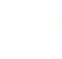 disegno a gessetto di foglie di cannabis png
