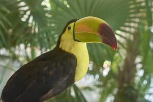 Portrait close up of a toucan in the forest photo