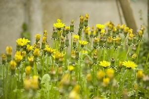 Dandelion closed in protective position photo