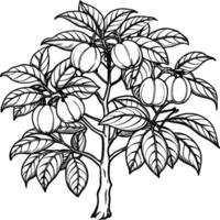 Guava tree coloring pages. Tree outline for coloring book vector