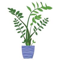 Potted Zamioculcas plant illustartion. Green-leaf houseplant isolated on white background. Indoor foliage decoration in flowerpot. Natural home decoration design element. vector