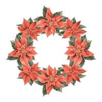Poinsettia, Christmas red flower with green leaves. Watercolor botanical wreath in Christmas style. Floral and plant trend. Drawing for Christmas and New Year holidays, invitations, cards, banners. vector