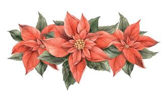 Poinsettia, vintage Christmas flowers and poinsettia leaves in red and green. Botanical composition on isolated background. Drawing for Christmas and New Year holidays, invitations, cards, banners. vector