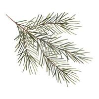 Fir branch, Christmas watercolor botanical illustration. Hand drawn illustration on isolated background. Drawing for Christmas and New Year holidays, invitations, cards, wrapping paper, decorations. vector