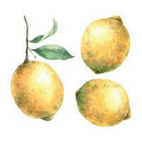 Set of fruits juicy yellow realistic lemons. Botanical floral isolated watercolor set in realistic style. Composition for interior, cards, wedding design, invitations, textiles, stickers. vector