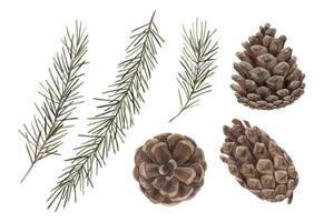 Fir branches and pine cones, Christmas set of watercolor botanical illustrations on isolated background. Drawing for the Christmas and New Year holidays of the year, invitations, cards, vector