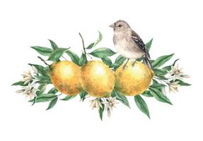 Branch of yellow lemons with green leaves, flowers and brown realistic bird. Isolated watercolor illustration in vintage style. Composition for interior, cards, wedding design, invitations, textiles. vector