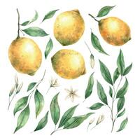 Set of juicy yellow realistic lemons and green leaves with flowers. Botanical floral isolated watercolor set in realistic style. Composition for interior, cards, wedding design, invitations, textiles. vector