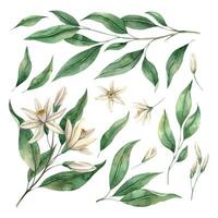 Set of delicate lemon flowers with branches and green leaves. Botanical floral isolated watercolor set in realistic style. Composition for interior, cards, wedding design, invitations, textiles. vector