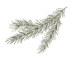 Fir branch, Christmas watercolor botanical illustration. Hand drawn illustration on isolated background. Drawing for Christmas and New Year holidays, invitations, cards, wrapping paper, decorations. vector