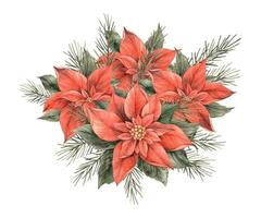 Bouquet of poinsettia with fir branches. Watercolor vintage Christmas composition of red flowers and green pine branches. Bouquet for Christmas and New Year holidays, invitations, cards, decorations. vector