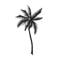 Silhouettes palm tree illustration vector