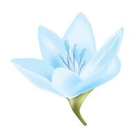 flower isolated on white background Realistic vector