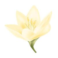 flower isolated on white background Realistic vector