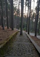 A tree that has grown in the middle of a staircase leading to the woods. photo