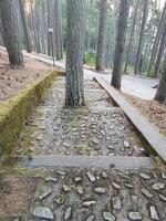 A tree that has grown in the middle of a staircase leading to the woods. photo