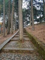 A tree that has grown in the middle of a staircase leading to the woods. photo