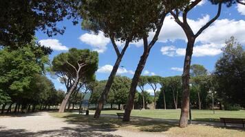 un zumbido moscas Entre el arboles de el público jardines foto