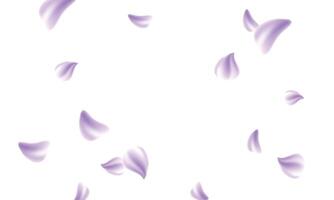 Sakura flying petals on white background vector