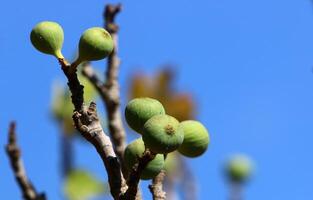 Branch of a tall tree against a background of blue sky. photo