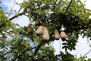 Breadfruit in a city park in Israel. photo