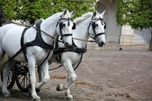 el caballo es un Doméstico equid animal. foto