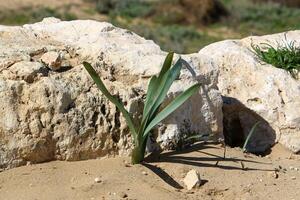 Stones in a city park on the shores of the Mediterranean Sea. photo