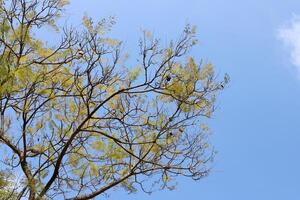 Branch of a tall tree against a background of blue sky. photo