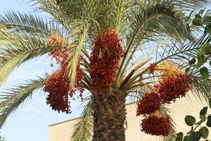 fechas son maduro en un alto palma árbol en un ciudad parque. foto