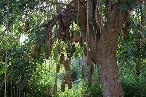 Breadfruit in a city park in Israel. photo