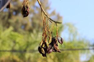 Brachychiton growing in a city park in Israel. photo