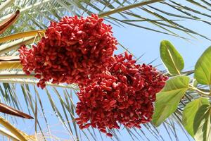 Dates are ripe on a tall palm tree in a city park. photo