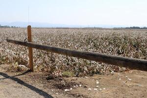 Cotton is a plant fiber that covers cotton seeds photo